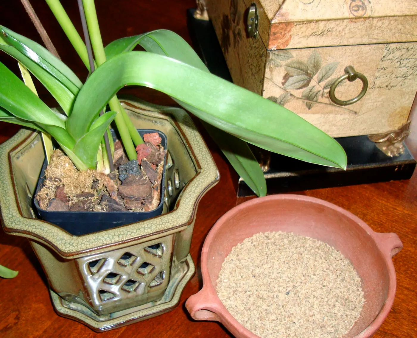Jwaano seeds are also chewed on their own to help with bloating, and to aid digestion. It is also believed that ajowan soup (jwaano ko ras) helps lactating mothers increase and maintain milk supplies.