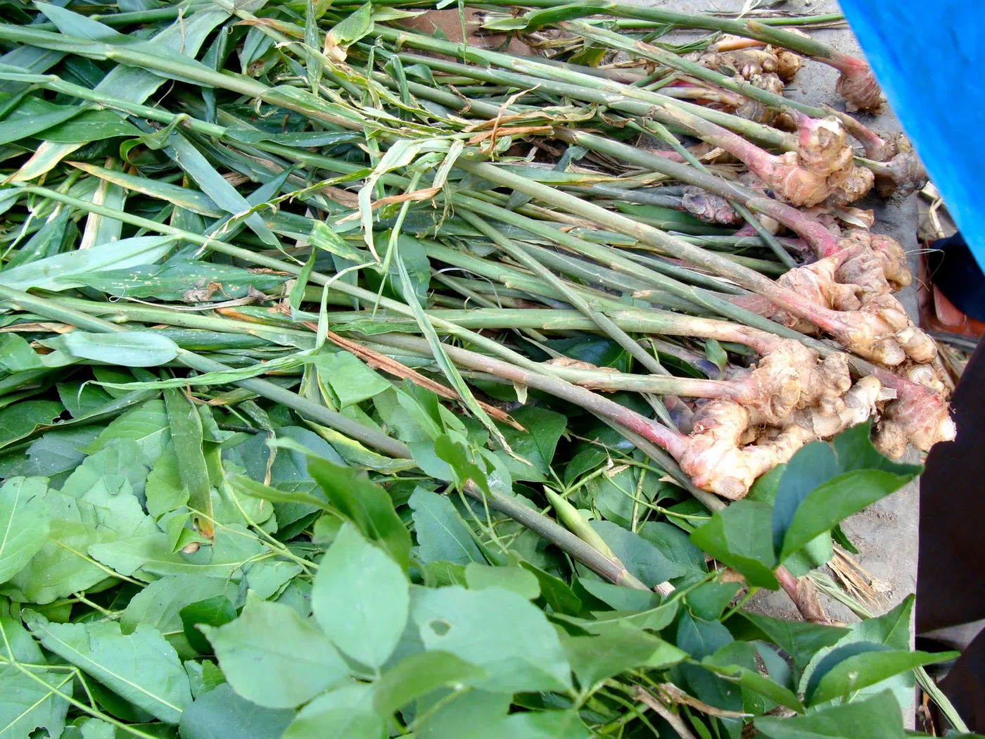 Young ginger rhizome - The attractive plant has long leaves, forming rhizomes that are dug up from the ground as they mature.