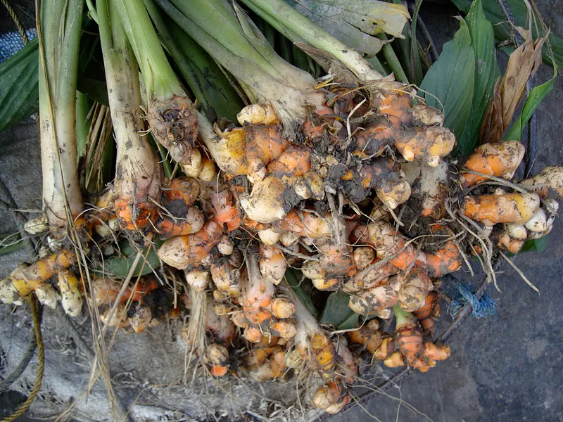 Freshly dug turmeric
