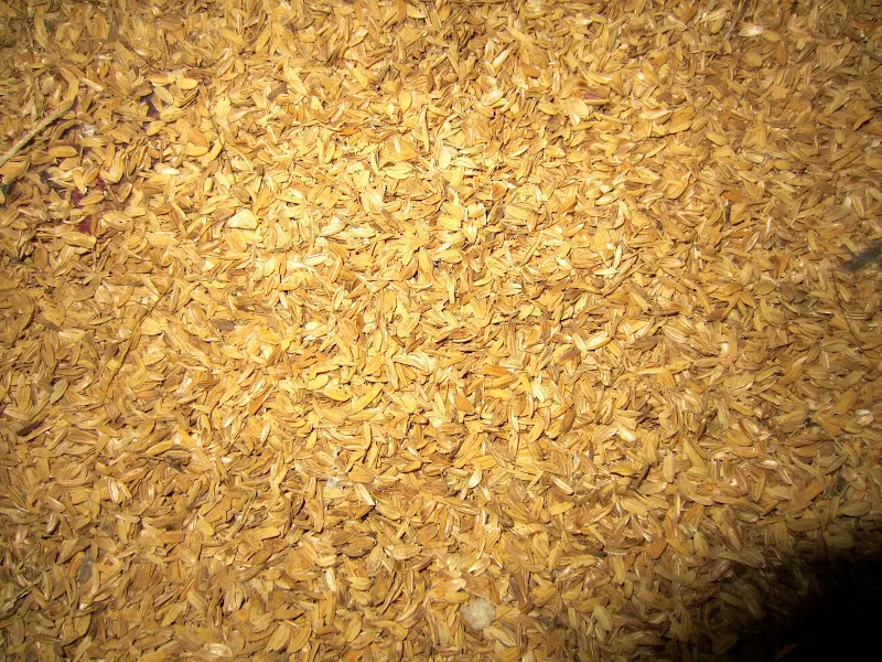 A room filled with rice husks (bhus) - it is the papery covering of rice grains. The husk helps to keep the temperature of the milk culture warm during incubating period.