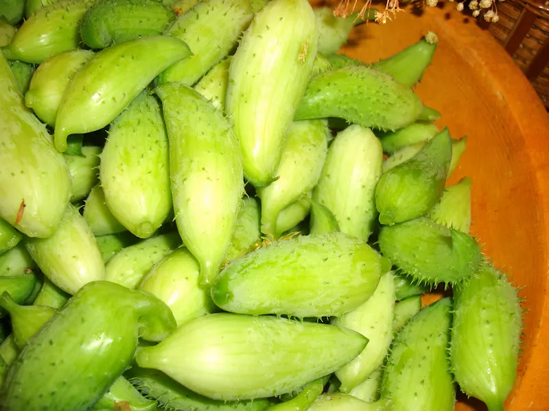 The common name of Barelaa is - Balsam Apple and the scientific name is Momordica balsamina (source - an introduction of Nepalese food plants)