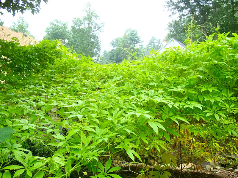 Barelaa plant is an annual running vine - the leaf blades are hairy to smooth, with a bright yellow flower.