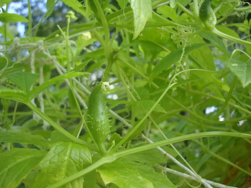 It is commonly grown in the warm hilly regions of Nepal.