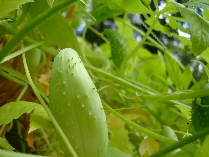Pale green Barelaa ready to be picked up (picture taken at my home garden).