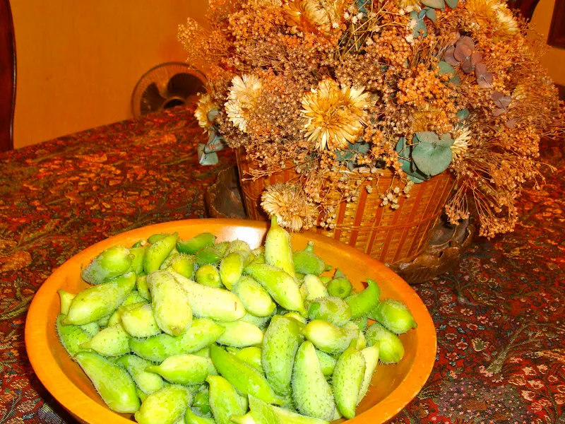 Barelaa (Balsam Apple) बरेला