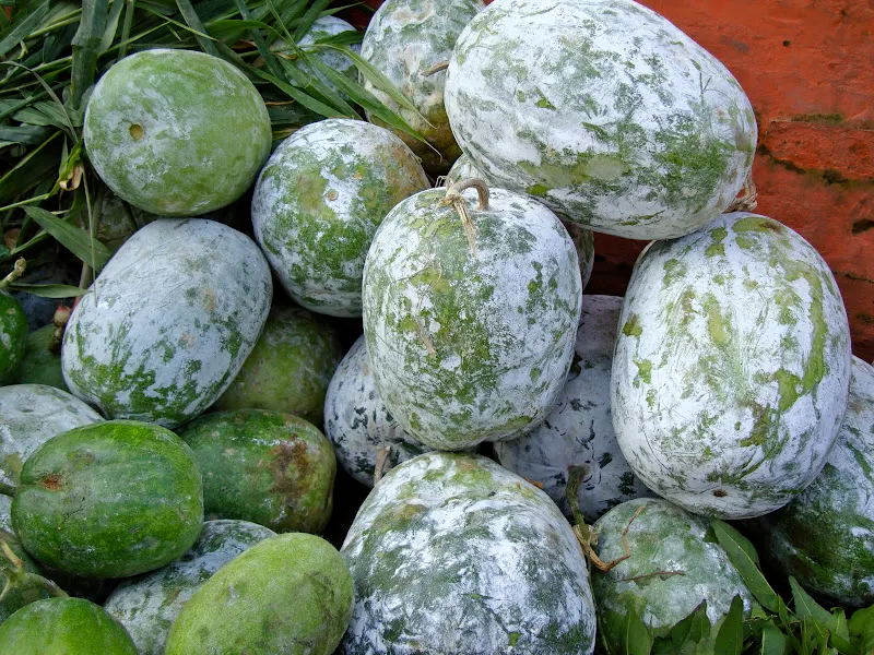Ash gourd is also known to have healing properties. For more information click on this link. The botanical name of this gourd is Benincasa hispida.