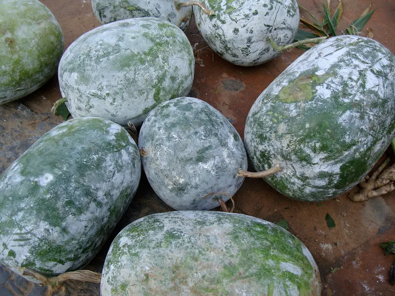 Kubhindo is cooked as a vegetable when young, but the ripe gourds are usually popular in making preserves or crystallized candied sweet known as "murabba" or "petha".