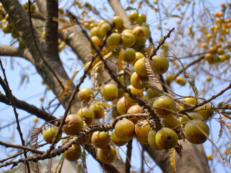Indian Gooseberry on tree (Amala ko Rukh)