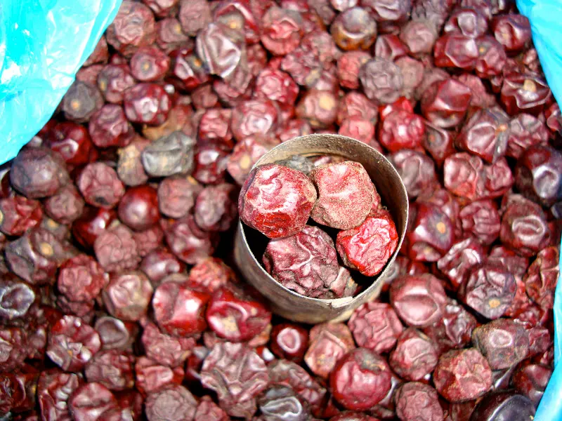 Chinese Date or Indian Plum (Bayar) - The fruit is sour when immature, but very sweet and flavorful when ripe. Botanical name - Zigyphus maurititiana Lamk (source: An introduction to Nepalese Food Plants).