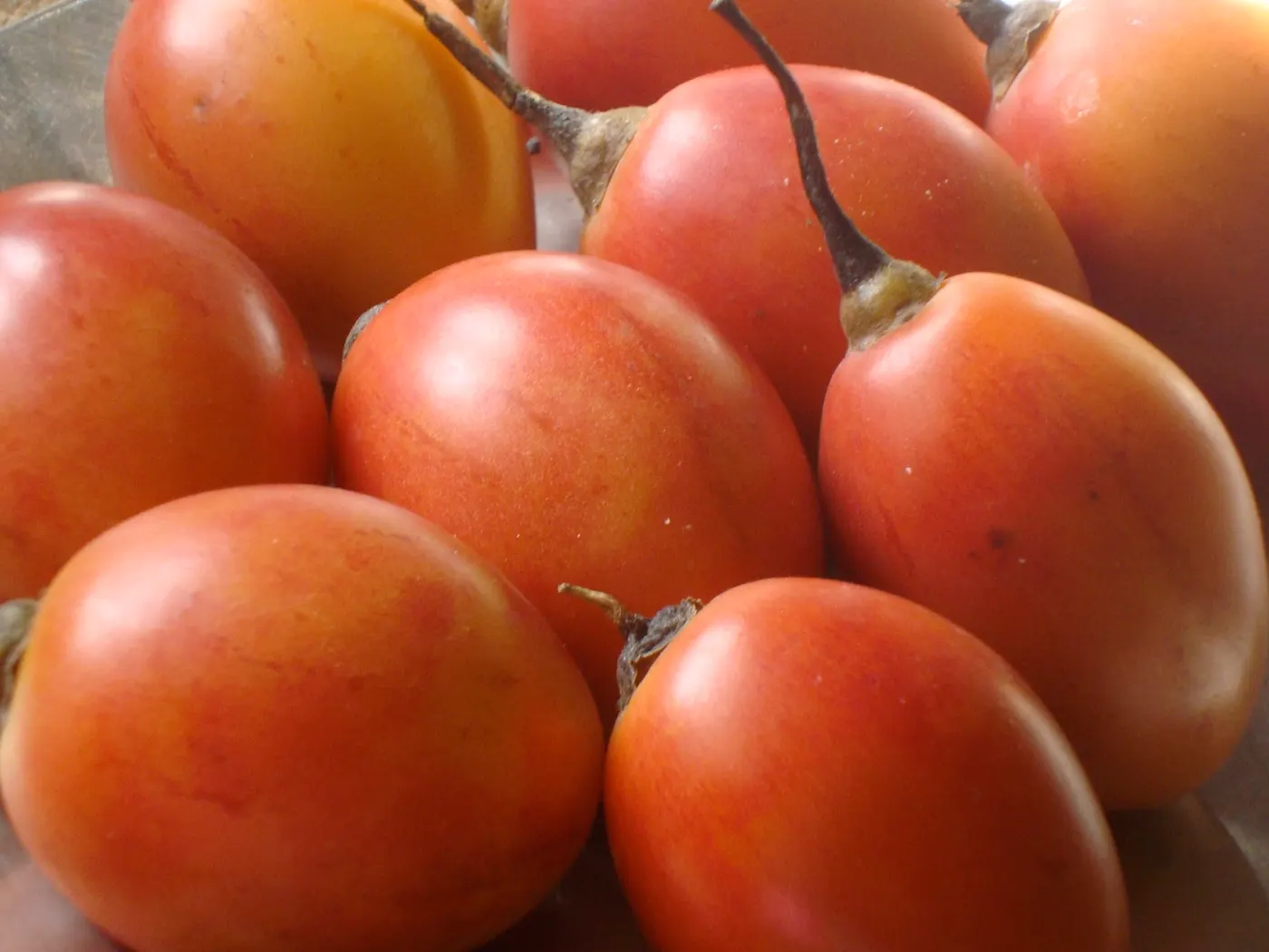 Images of tree tomato - Botanical name of this fruit is Cyphomamdra betacea (Source: An introduction to Nepalese Food Plants).