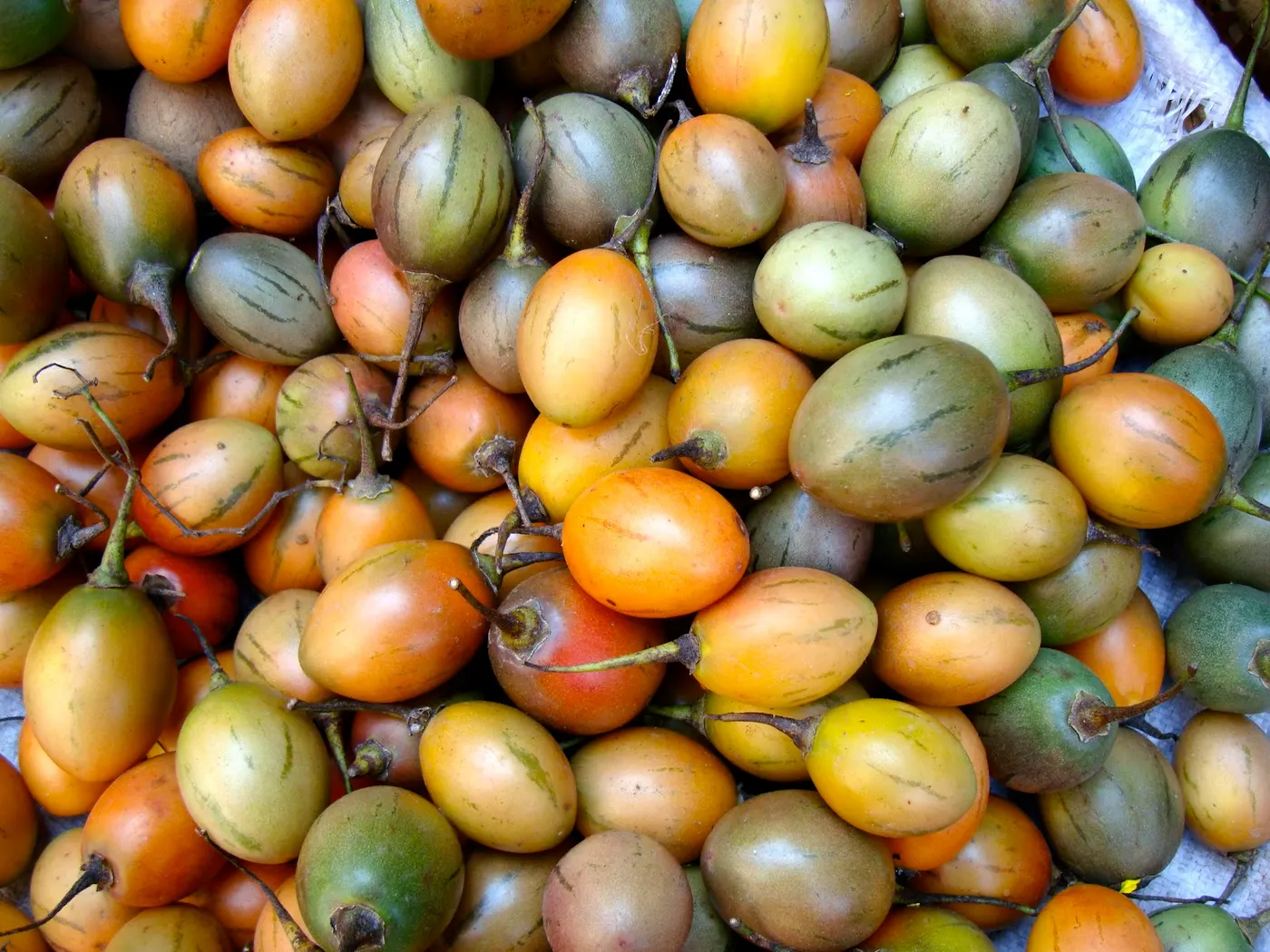 Tree Tomato - Tyammatar