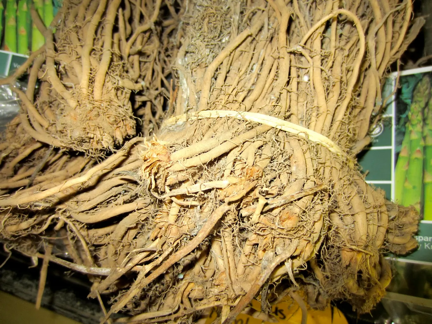Asparagus Plants Roots (crowns) for sale at Farmer's Market, ready to be planted. Asparagus plants can live up to 18-20 years.