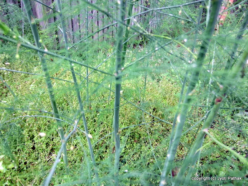 Asparagus - Kurelo (कुरीलो)