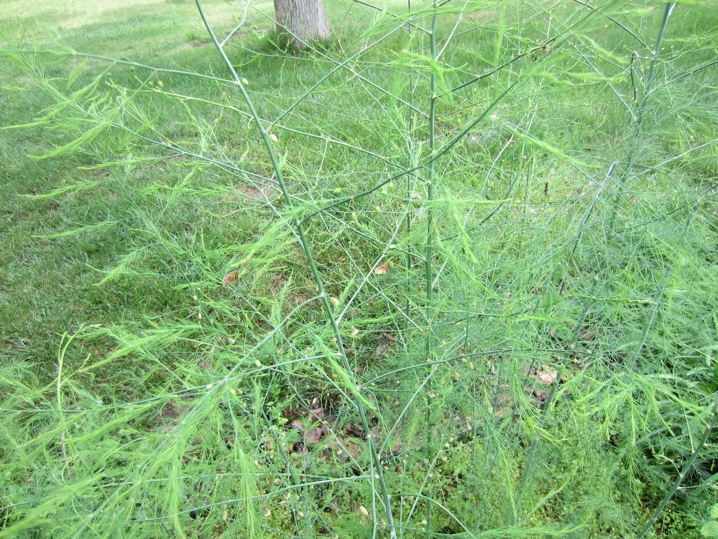 Asparagus - Kurelo (कुरीलो)