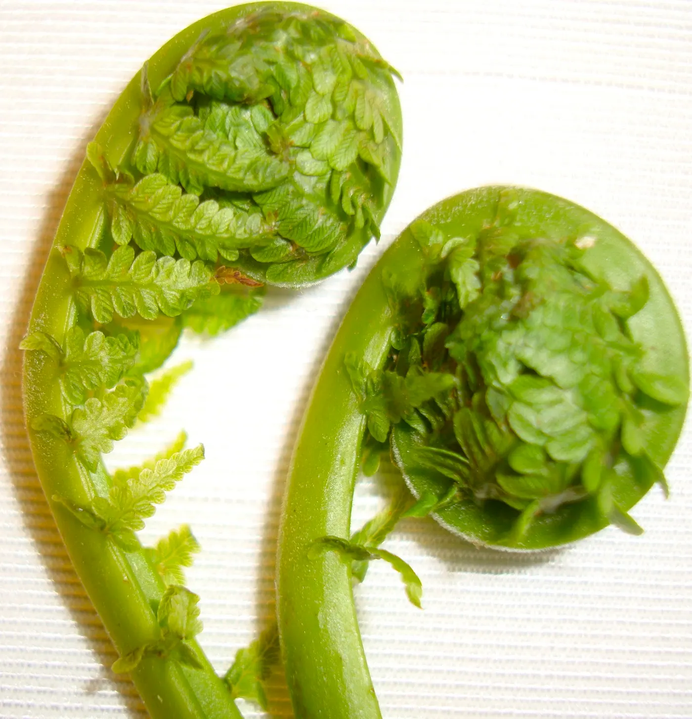 Fiddlehead Fern - Neuro, Niuro (नीयूरो)
