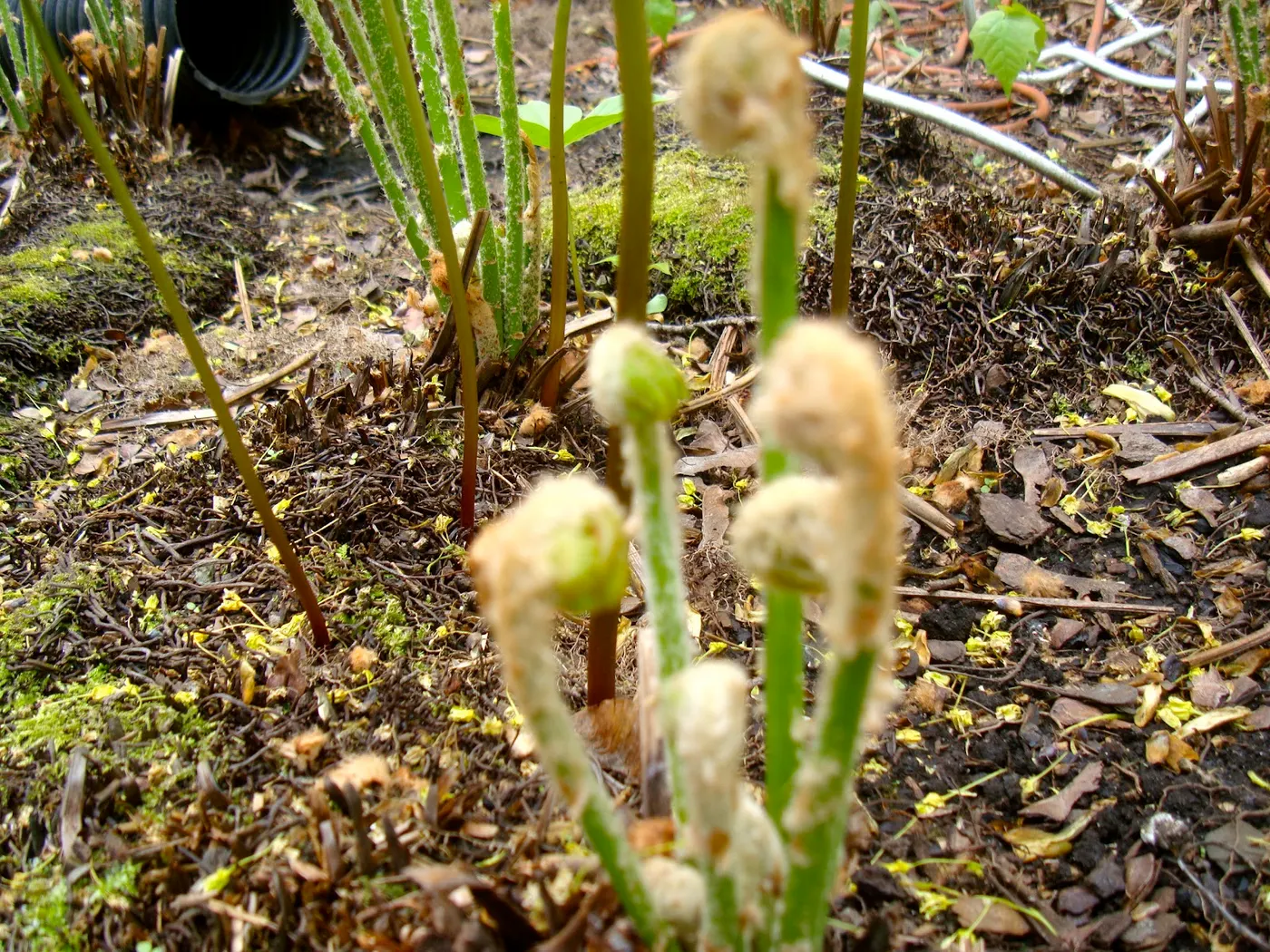 Fiddlehead Fern - Neuro, Niuro (नीयूरो)