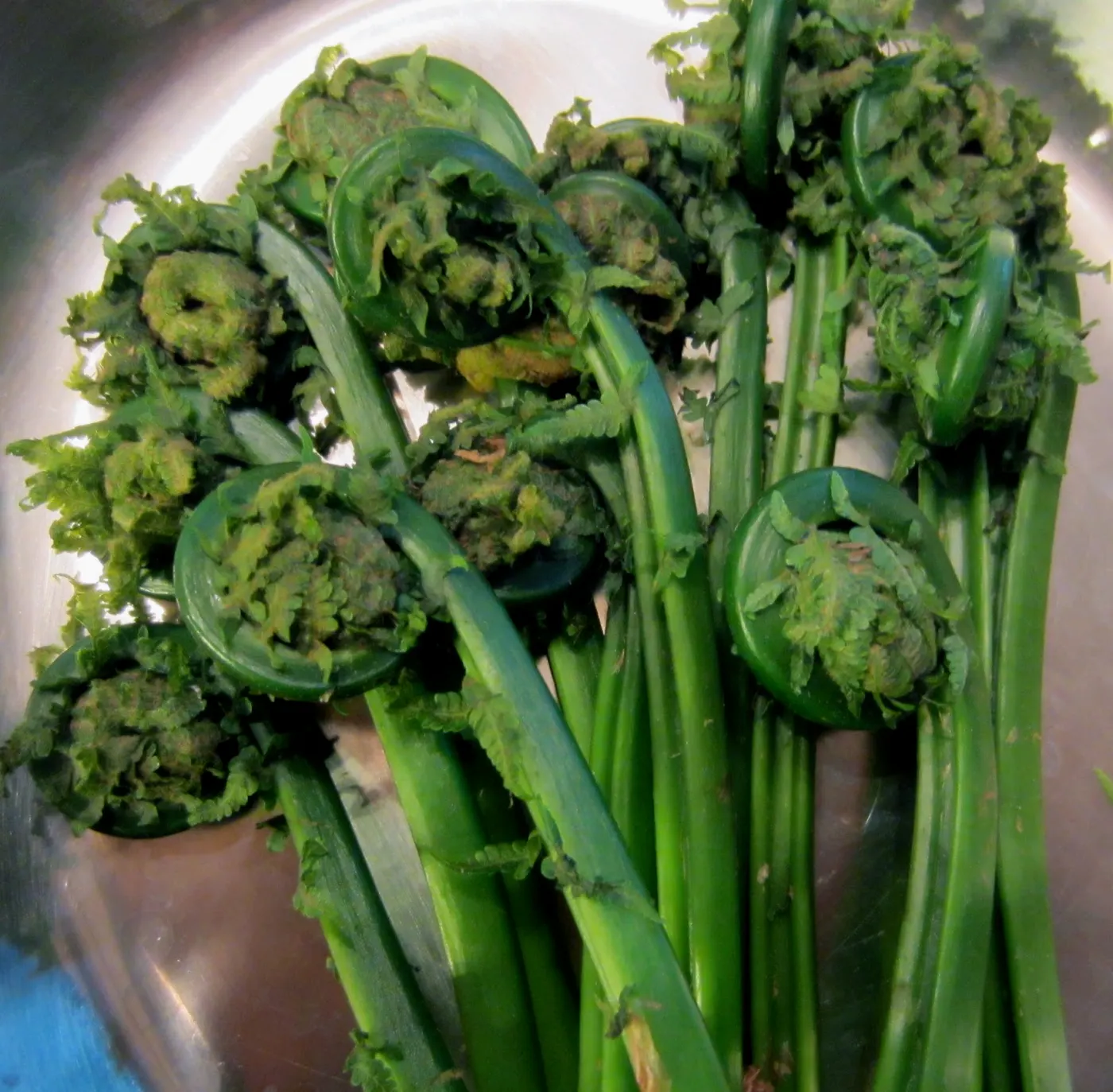 Remove the fuzzy coating of the fiddleheads by rubbing them between your hands. Trim and discard the tough ends and cut the fiddleheads into 1-inch pieces.