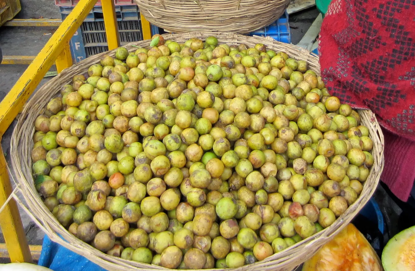 Common Name: Nepalese Hog PlumBotanical Name: Choerosopondias axillaries Roxb.Family: Anacardiaceae