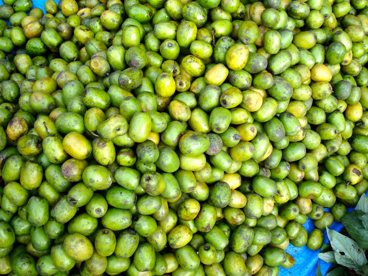 Lapsi - Nepalese Hog Plum