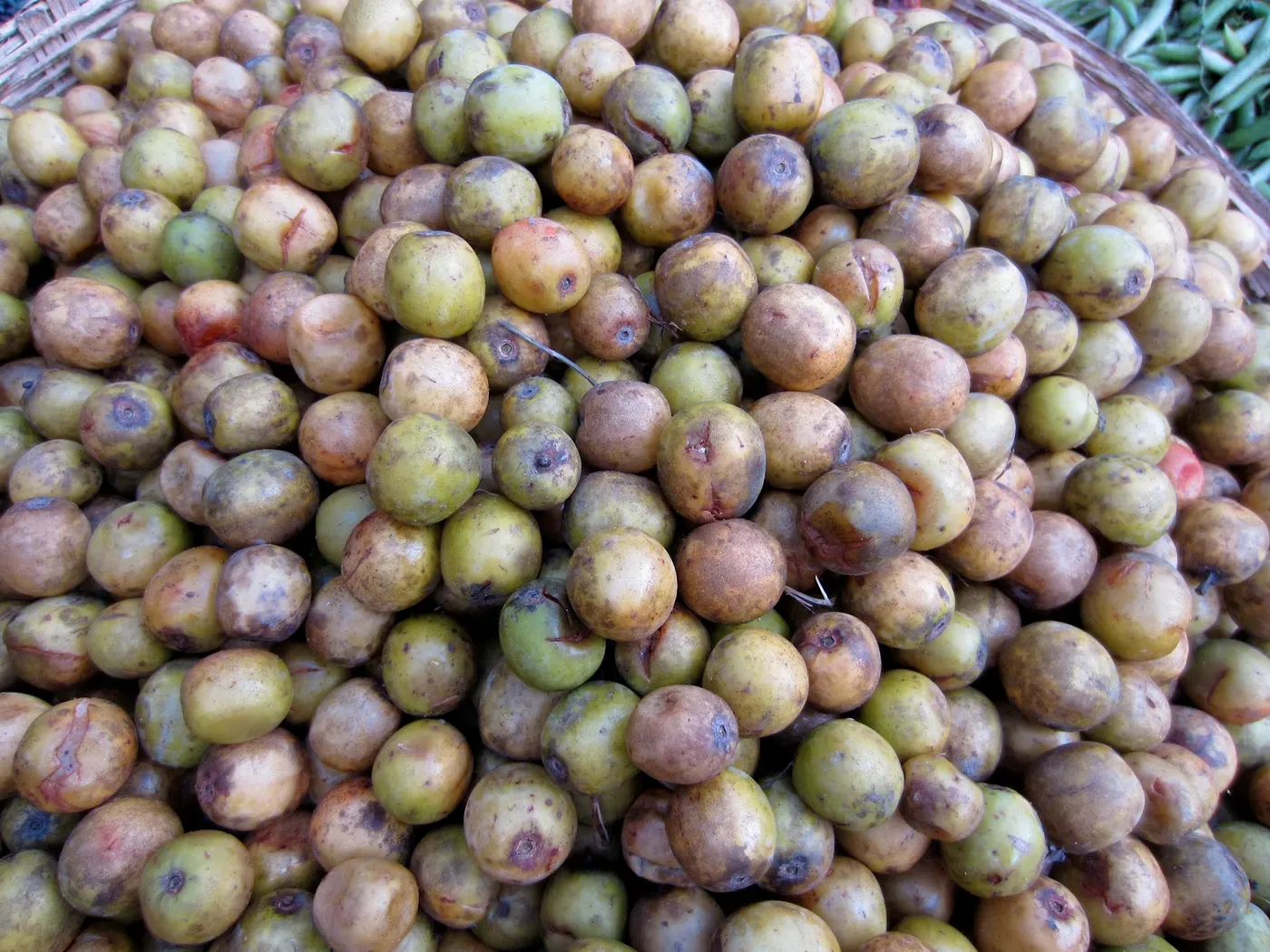 Lapsi - Nepalese Hog Plum