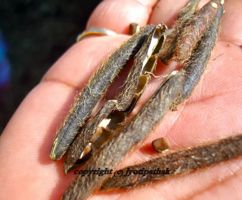 Hairy Seed pods of Urad Beans