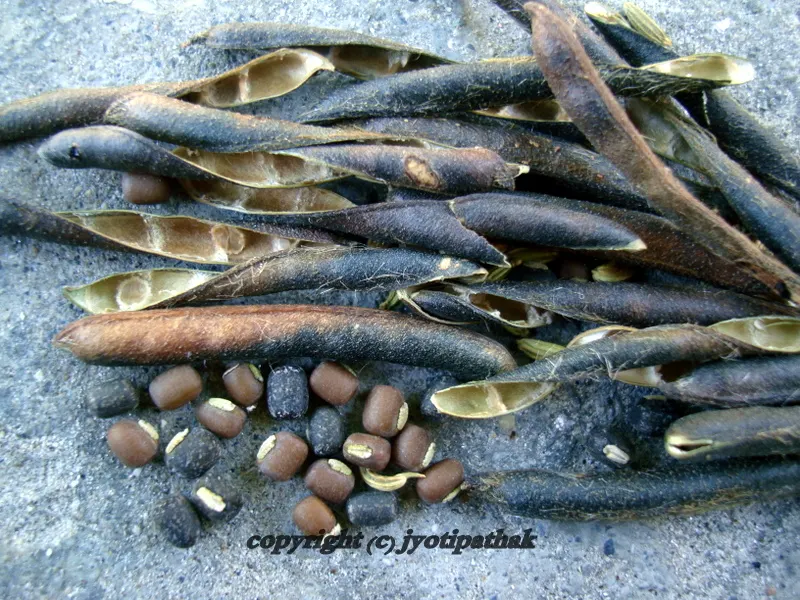 Maas ko Daal - (कालो मास को दाल)