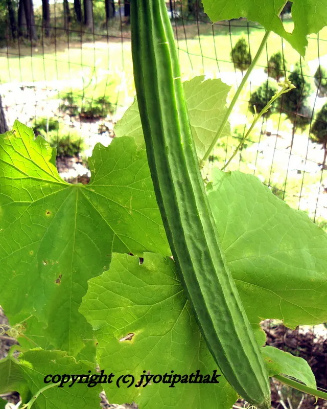 Common name: Ridged Luffa, Angles-luffa, Chinese Okra, Loofa or Loofah - Botanical name: Luffa acutangula (L) Roxb (Gourd Family). Here is a picture of Patee-Ghiraulaa grown in our home garden.