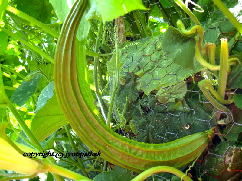 The vegetable grows in the climbing vine plant which has rounded leaves and yellow flowers. The plant is native to India and widely cultivated in Tropical Asia.