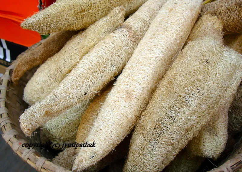 A collection of Natural Sponges made from home-grown Luffa Gourd.