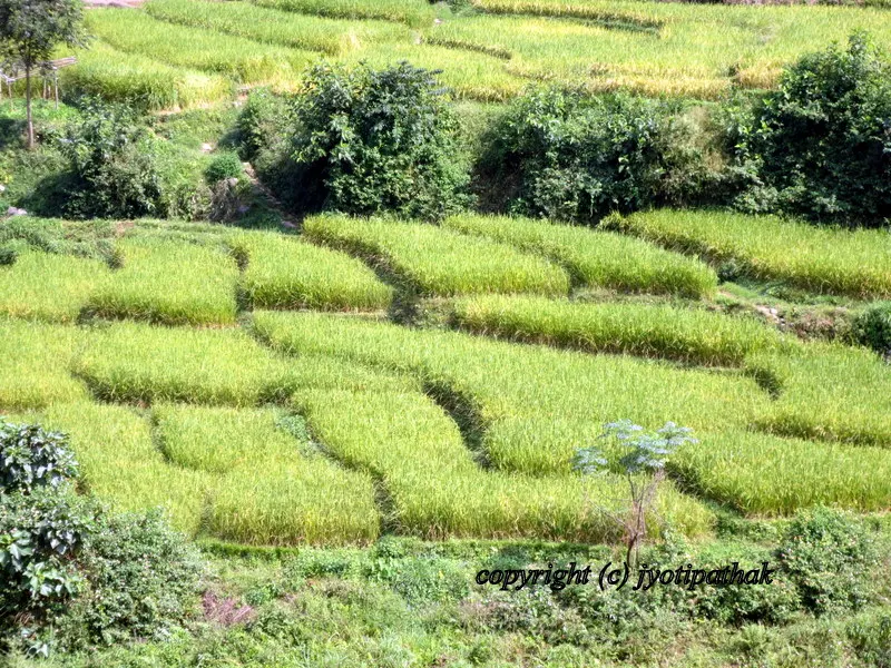 Field of bright yellow mustard plant in full bloom in Chitwan area, Nepal