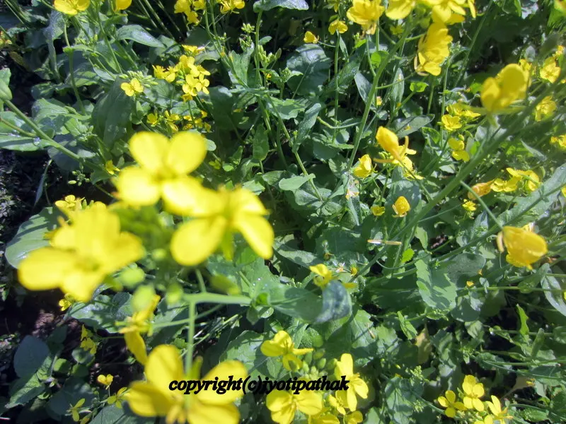 Close-up look of clusters of yellow Mustard flower blooms