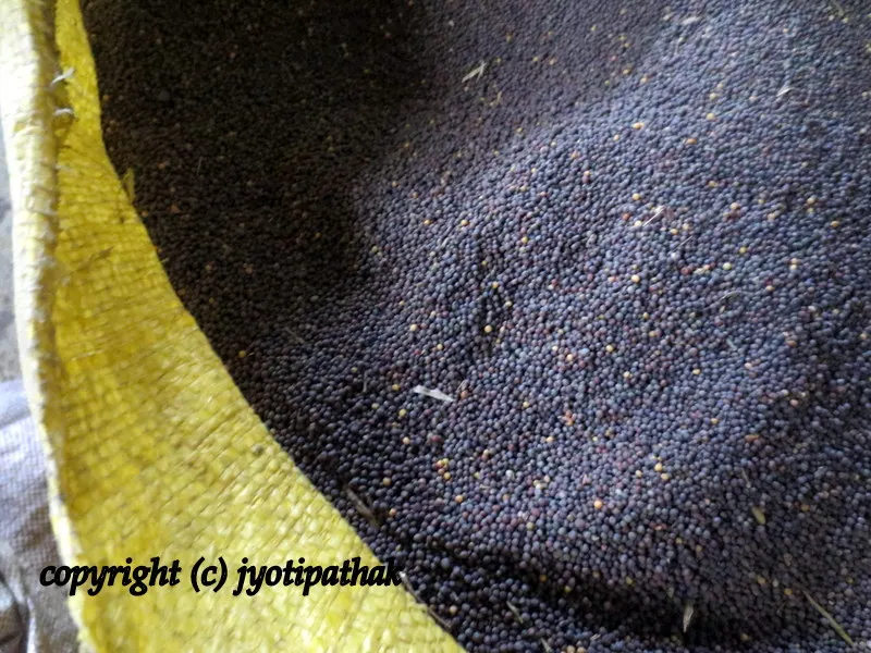 Mustard seeds - in my previous blog, I have more images and information of different varieties of Mustard seeds. Please check it out.