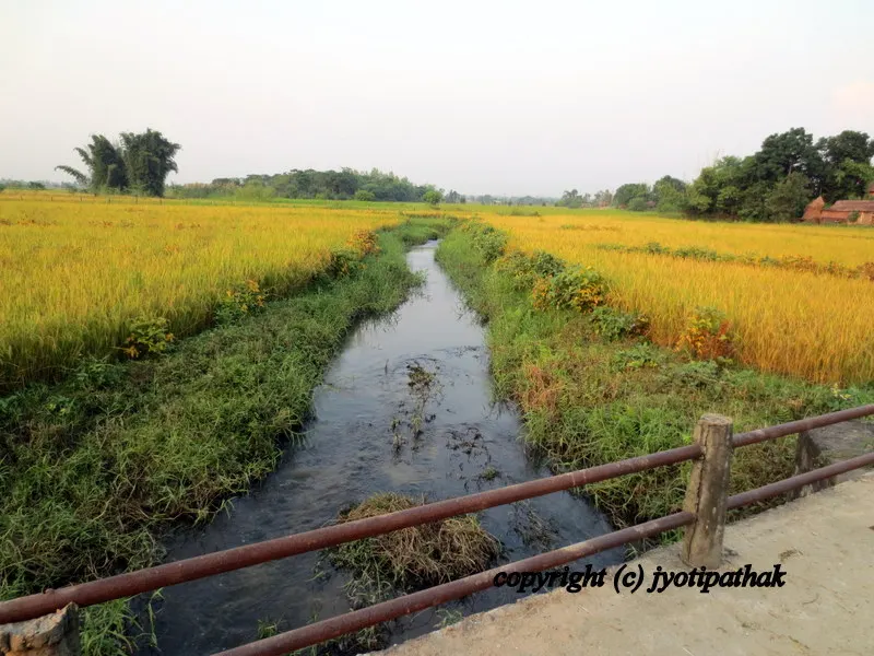 Beautiful view of fully blooming Mustard Flowers at Gitanagar, Chitwan District, Narayani Zone of Southern Nepal