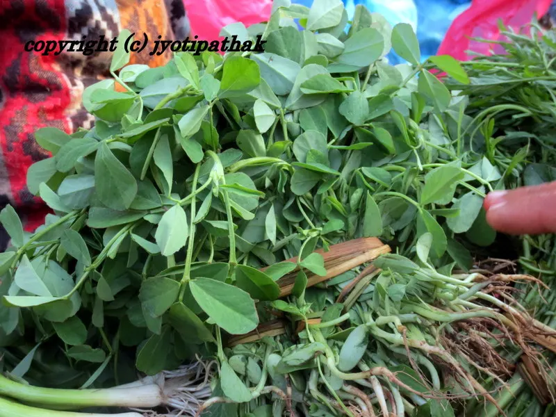 Another image of Fenugreek leaves (Methi ko Saag) in close up look - they are sold tied in bundles.