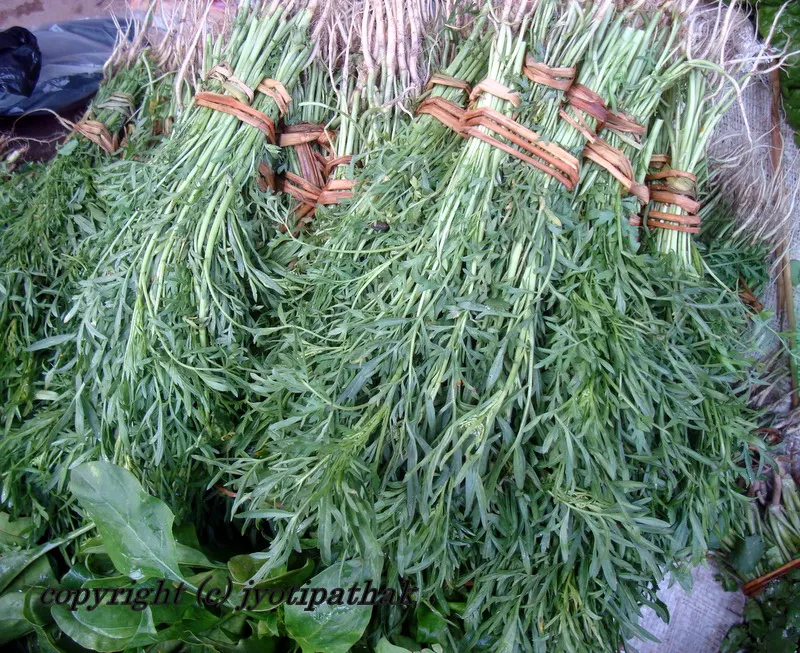 Chamsoor ko Saag - चम्सूर को साग - (Garden Cress, Pepper+Grass) - Bot. name: Lepidium L., Family: Cruciferae - Low growing winter annual grown in Kathmandu valley and other hills as one of the most important green vegetable.