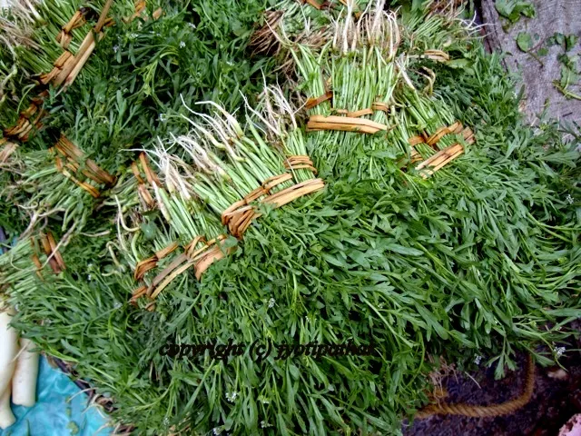Green Leafy Vegetables - साग-पात हरु - (Part 1)