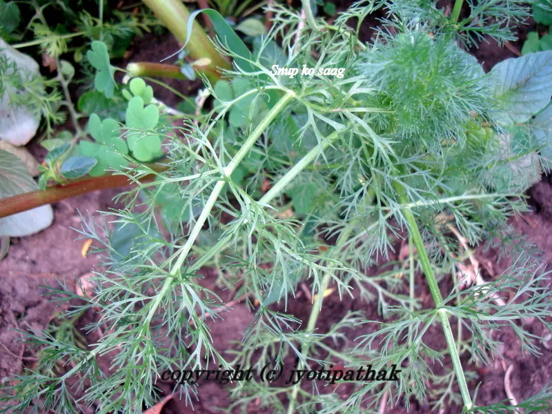 Nepali Saunf or Sunp ko Saag - (सुप को साग) - Fresh Dill Greens - Com. name:Indian Dill - Bot. name: Anethum Sowa, Roxb. Family: Umbelliferae