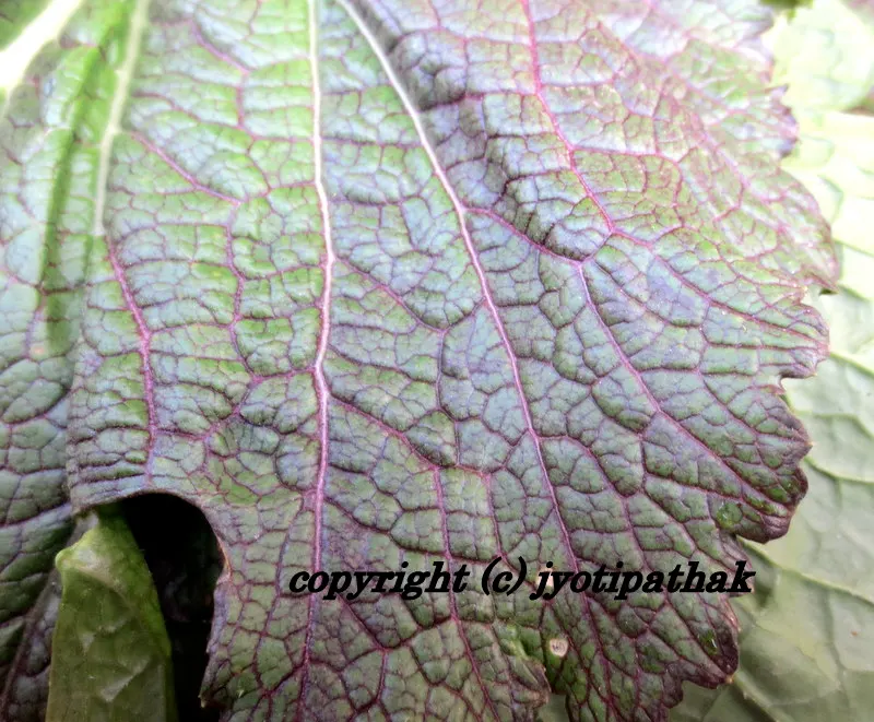 ...and a close-up look of red giant mustard leaves...