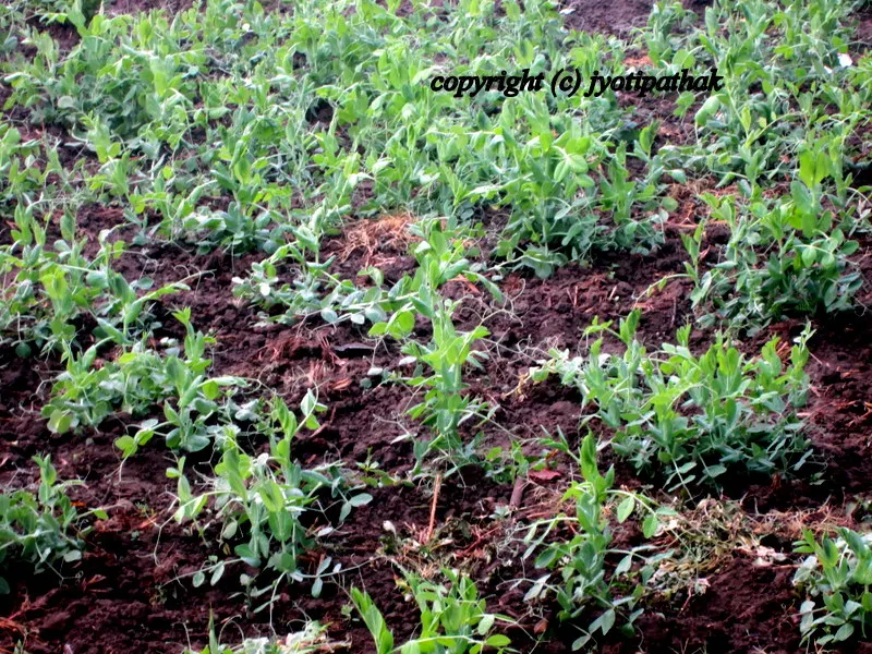 Green Leafy Vegetables - साग-पात हरु - (Part 1)