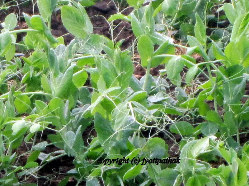 Green Leafy Vegetables - साग-पात हरु - (Part 1)