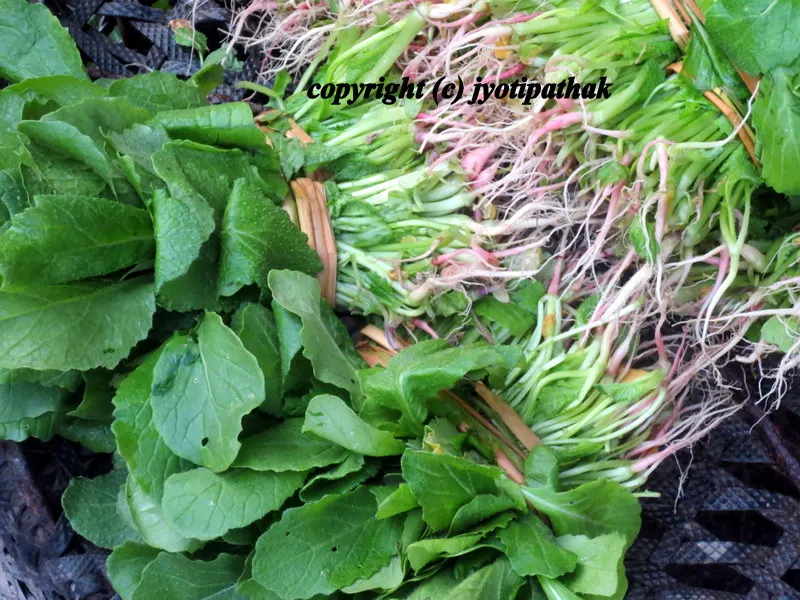 Close up image of Moolaa ko Saag-paat - मूला को साग - (Radish Greens) sold neatly tied up in bundles