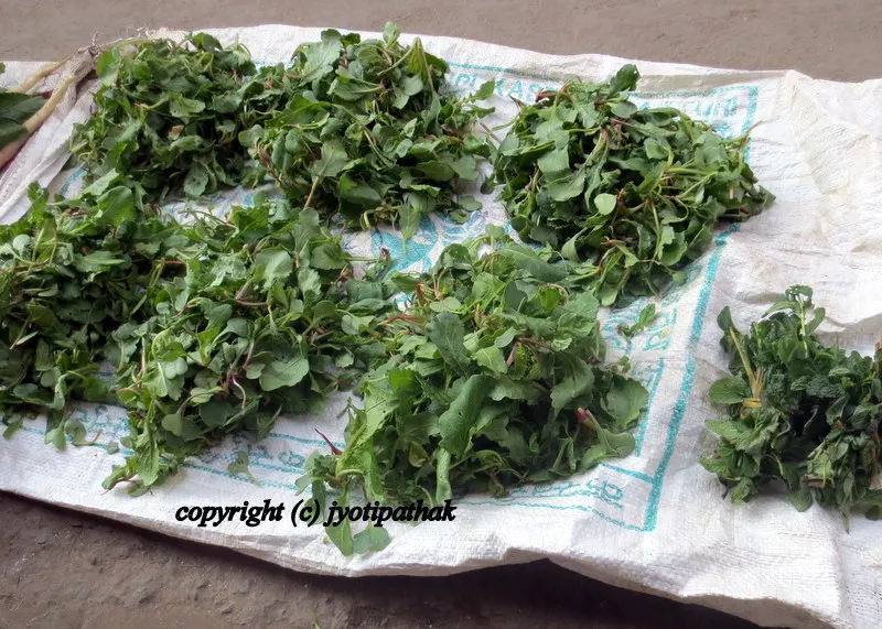Green Leafy Vegetables - साग-पात हरु - (Part 3)
