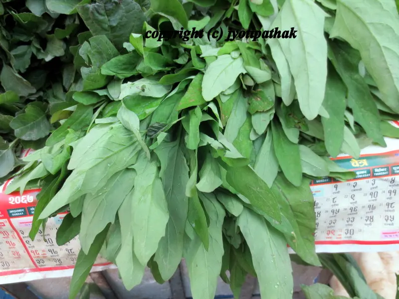 Bethe ko Saag - बेथे को साग - Com name: Lamb's Quarter, Bot: name Chenopodium album L., Family Chenopodiaceae - The young leaves and tender shoots are cooked and eaten as a leaf vegetable.