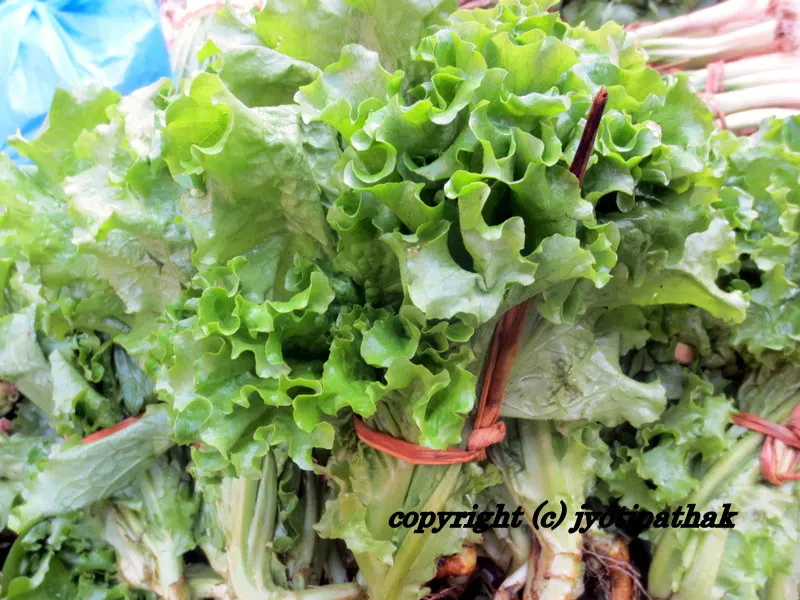 Curly Leaf Lettuce (लेट्तुस) - it is mainly grown for salad and Nepalese also call it salad ko paat.