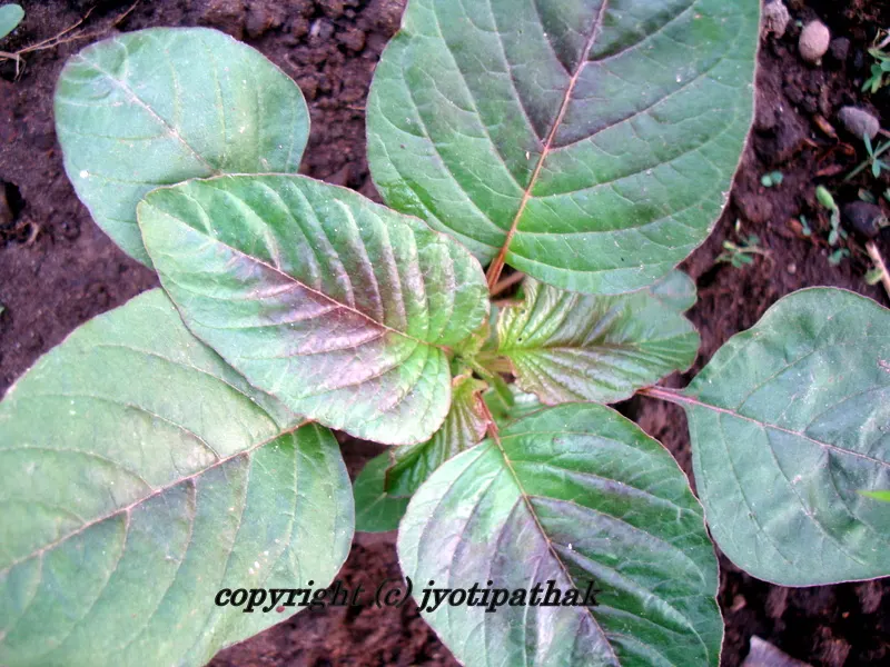 Lunde ko Saag - (Redroot Pigwood) a different variety Lunde with large leaves and beautiful red color in the center.