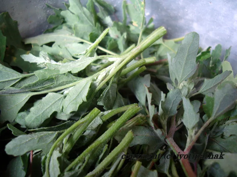 Green Leafy Vegetables - साग-पात हरु - (Part 3)