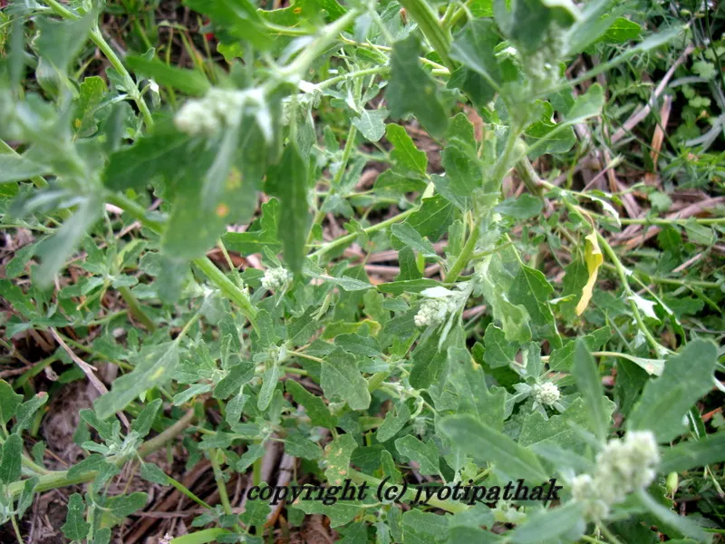 Green Leafy Vegetables - साग-पात हरु - (Part 3)