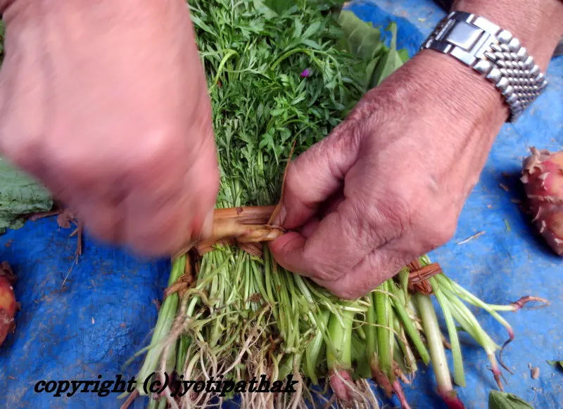 Green Leafy Vegetables - साग-पात हरु - (Part 4)
