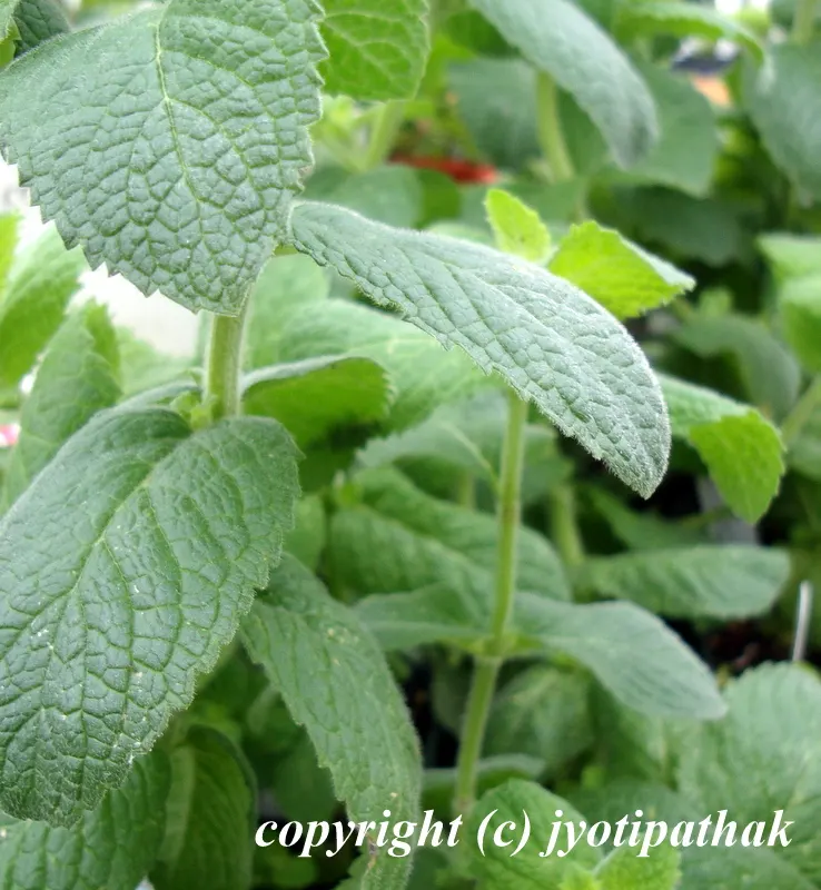 Baabari, Pudina - बाबरी - Common Mint is known as Baabari in Nepal. It is a strongly aromatic herb, grown or partly found wild in many parts.
