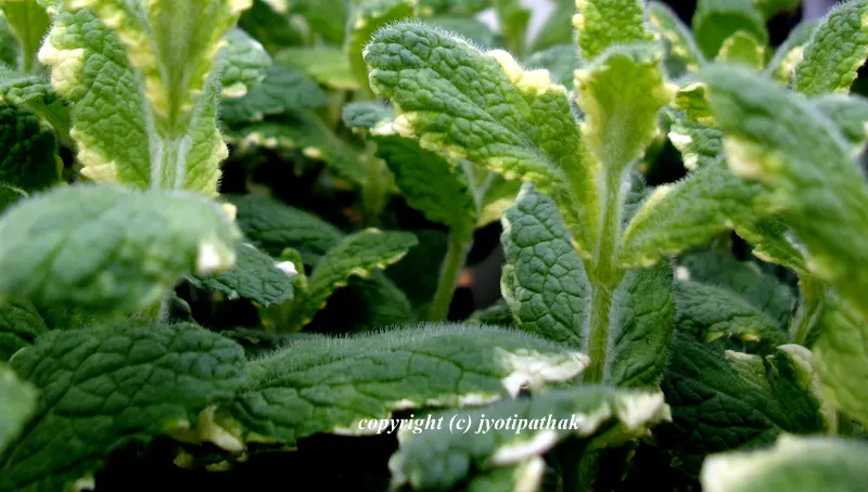 Green Leafy Vegetables - साग-पात हरु - (Part 4)